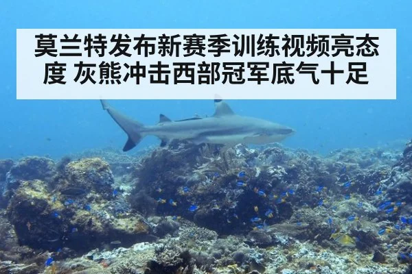 莫兰特发布新赛季训练视频亮态度 灰熊冲击西部冠军底气十足